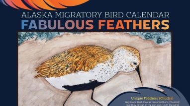 The cover of the 2025 Alaska Migratory Bird Calendar: Fabulous Feathers with a drawing of a bird.