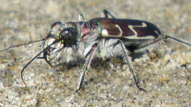 Peer Review Plan for the Siuslaw Hairy-necked Tiger Beetle | FWS.gov