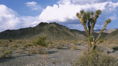 Joshua tree to the right side of image with desert and mountains in the background