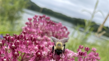 Black and yellow bumble bee on bright pink flowers with water in the background.