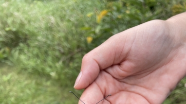 Black, orange and white butterfly with a solar radio transmitter attached to its body being held in a person hand
