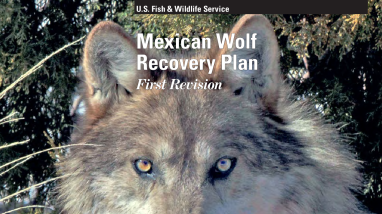 Mexican Wolf Recovery Plan, First Revision