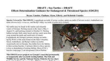 EDGES: Sea Turtles