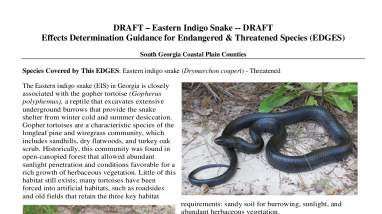 EDGES: Indigo Snake