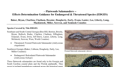 EDGES: Flatwoods Salamanders