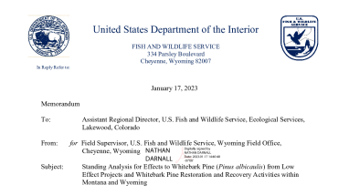 Standing Analysis for Effects to Whitebark Pine from Low Effect Projects and Whitebark Pine Restoration and Recovery Activities within Montana and Wyoming