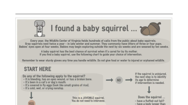 If you find a baby squirrel