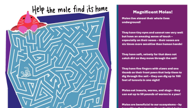 Mole Maze