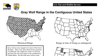 Gray Wolf Range in the Contiguous United States