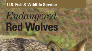 Endangered red wolves