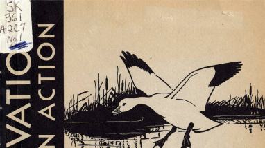 Chincoteague: a national wildlife refuge