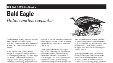 Bald eagle (Haliaeetus leucocephalus)