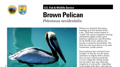 Brown pelican: Pelecanus occidentalis