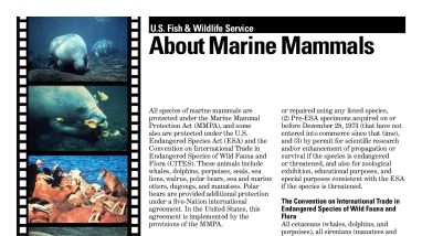 About marine mammals