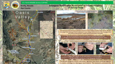 Amargosa Toad Habitat Restoration on Private Property: A Success Story