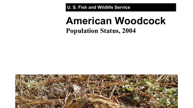 American woodcock population status, 2004