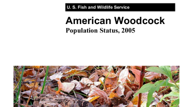 American woodcock population status, 2005