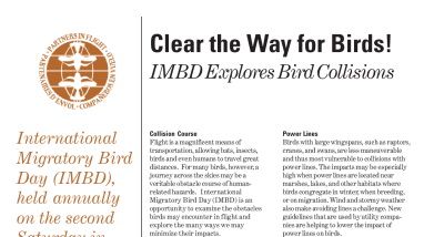Clear the way for birds! IMBD explores bird collisions