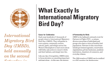 What exactly is International Migratory Bird Day?