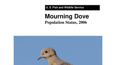 Mourning dove population status, 2006