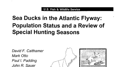 Sea ducks in the Atlantic flyway: population status and a review of special hunting seasons
