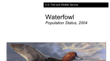 Waterfowl population status, 2004