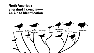 Explore the world with shorebirds - Appendix H