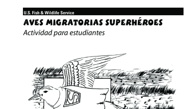 Aves Migratorias Superheroes - Actividad para estudiantes
