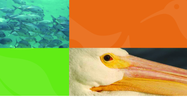 National fish, wildlife and plants climate adaptation strategy