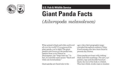 Giant Panda Facts