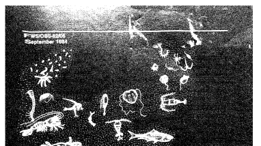 Ecology of the Apalachicola Bay system; an estuarine profile