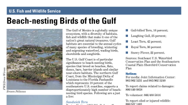 Beach-nesting birds of the gulf