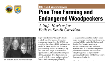 Pine tree farming and endangered woodpeckers: a safe harbor for both in South Carolina