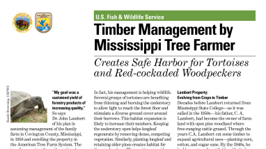 Timber management by Mississippi tree farmer creates safe harbor for tortoises and red-cockaded woodpeckers