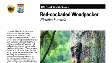 Red-cockaded Woodpecker