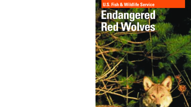 Endangered red wolves