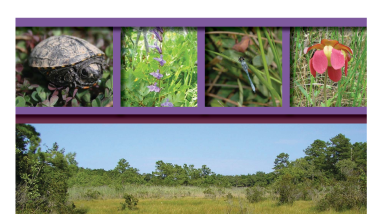 Delaware wetlands status and changes from 1992 to 2007