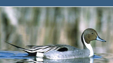 Youth guide. Federal Junior Duck Stamp program - connecting youth with nature through science and art