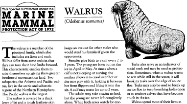 Walrus