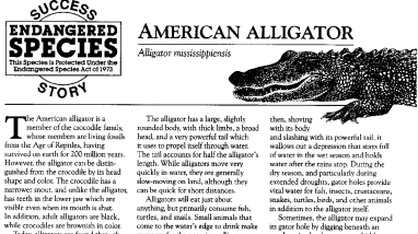 American Alligator