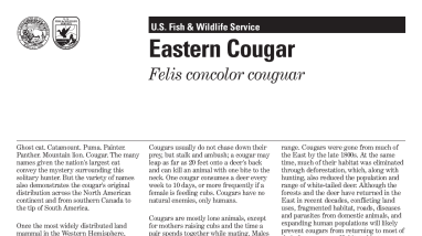 Eastern Cougar