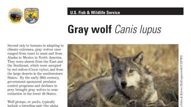 Gray wolf