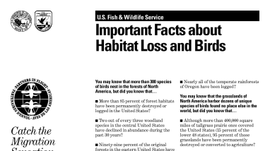 Important Facts about Habitat Loss and Birds