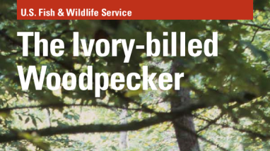 The ivory-billed woodpecker
