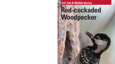 Red-cockaded woodpecker