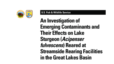 An Investigation of Emerging Contaminants and Their Effects on Lake Sturgeon (Acipenser Fulvescens) Reared at Streamside Rearing Facilities in the Great Lakes Basin