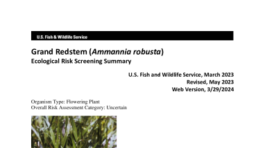 Ecological Risk Screening Summary - Grand Redstem (Ammannia robusta) - Uncertain Risk