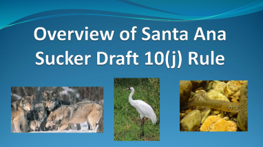 2024 Spring Tribal Coordination Meeting Santa Ana Sucker 10(j)