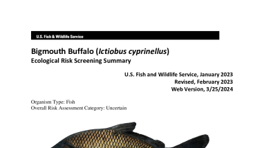 Ecological Risk Screening Summary - Bigmouth Buffalo (Ictiobus cyprinellus) - Uncertain Risk