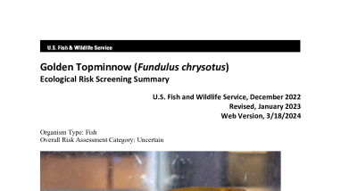 Ecological Risk Screening Summary - Golden Topminnow (Fundulus chrysotus) - Uncertain Risk
